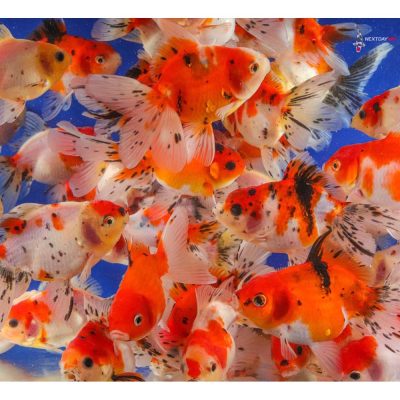 Oranda Fancy Goldfish