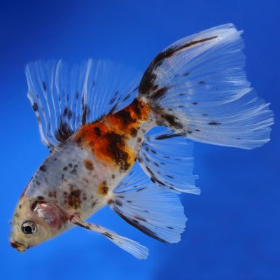 Bristol Shubunkin Goldfish