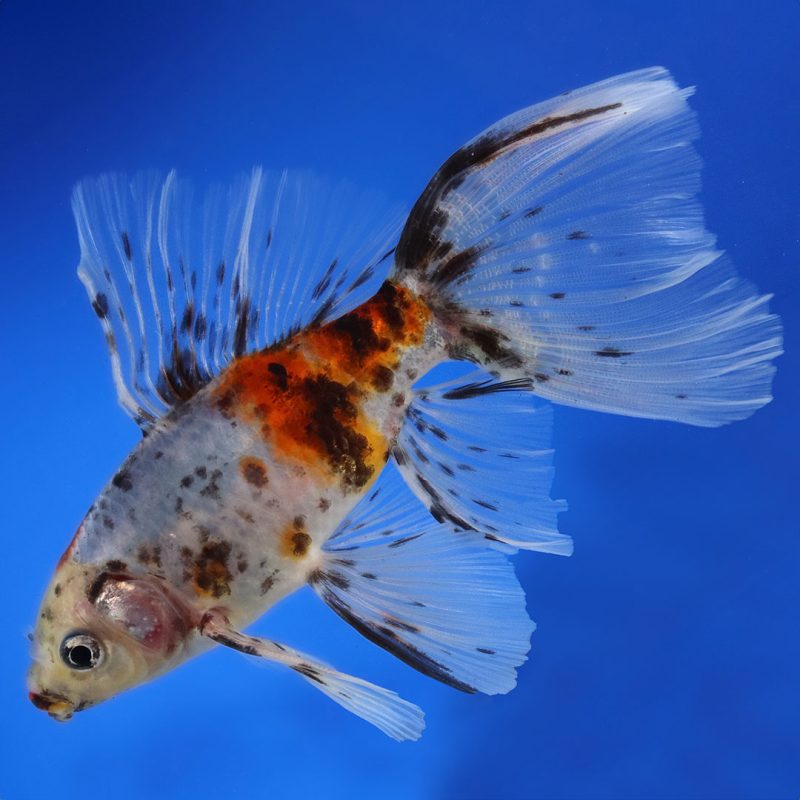 Bristol Shubunkin Goldfish