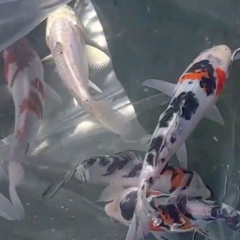 Counting Your Koi|How to Properly Transfer your New Friends!