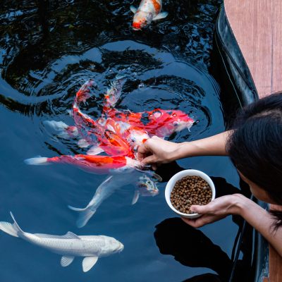 person hand feeding koi in a pond.