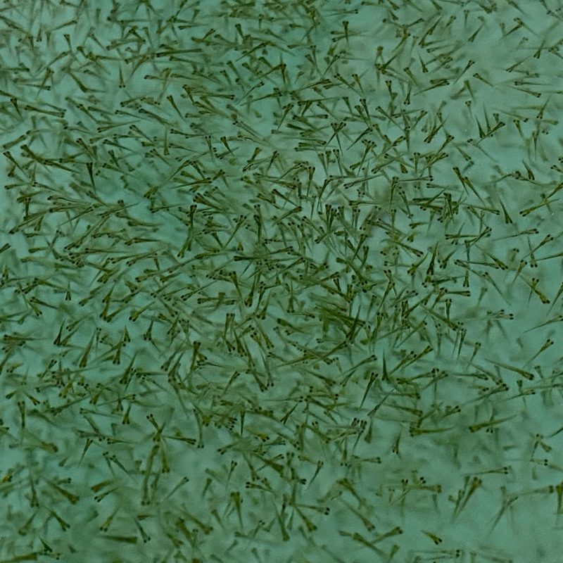 Fish fry