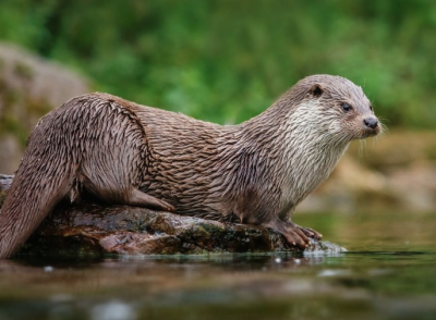 North American river otter|River Otter habitat and effecting koi ponds|Otter in the snow with fish in its mouth